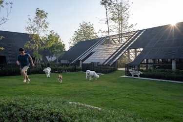 Dog/Human House: An Architecture That Can Honor Every Life in It